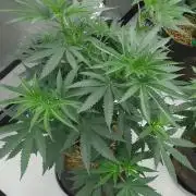 2 from Out Of Time Genetics