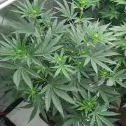 2 from Out Of Time Genetics