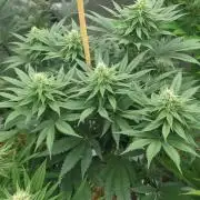 2 from Out Of Time Genetics