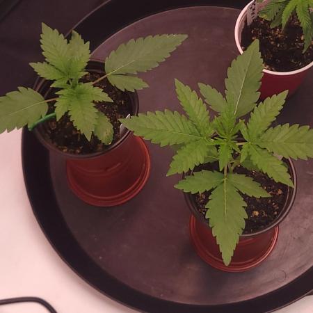 2 from Out Of Time Genetics