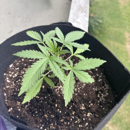 outdoor test #1
