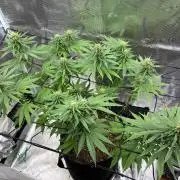 Casamance Landrace Project