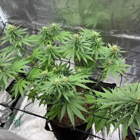 Casamance Landrace Project