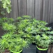 Casamance Landrace Project