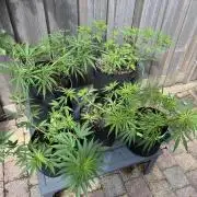Casamance Landrace Project