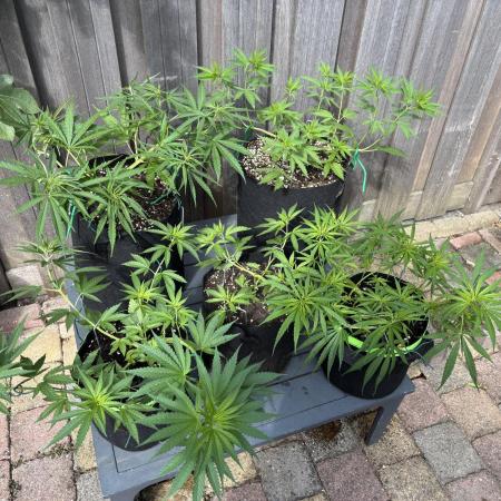 Casamance Landrace Project