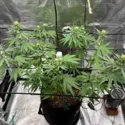 Casamance Landrace Project