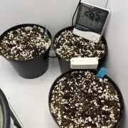 Wedding Cheesecake FF Indoor