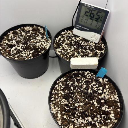 Wedding Cheesecake FF Indoor