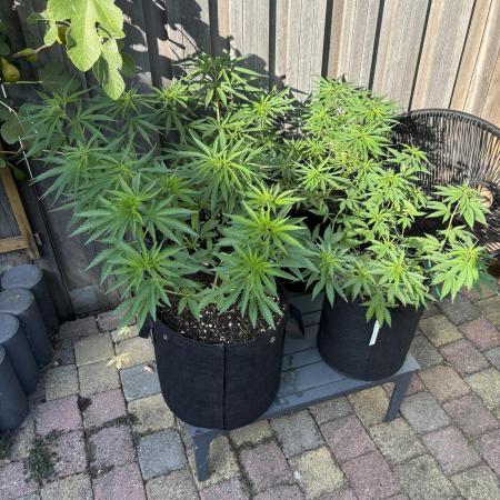 Casamance Landrace Project