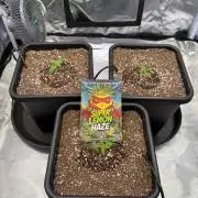 GHS Super Lemon Haze