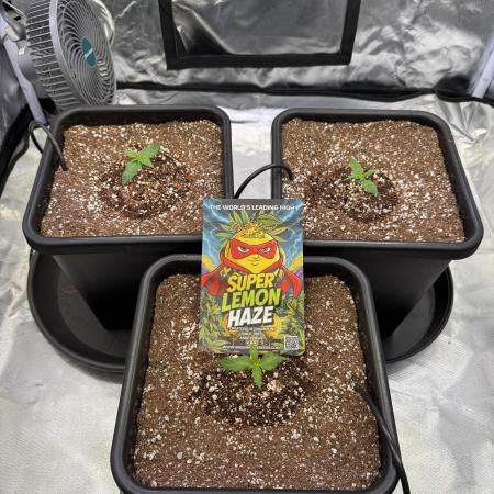 GHS Super Lemon Haze