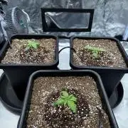 GHS Super Lemon Haze