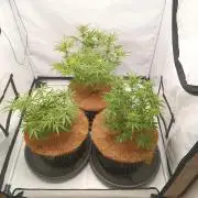 Mephisto Autoflower