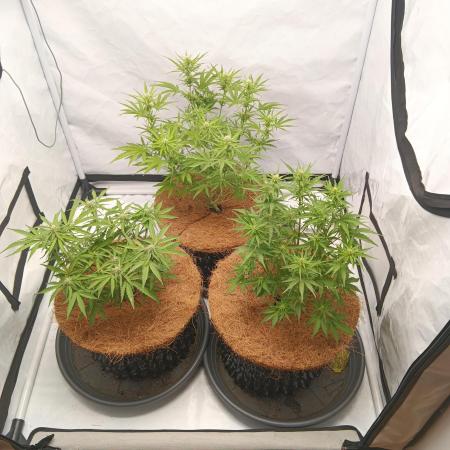 Mephisto Autoflower