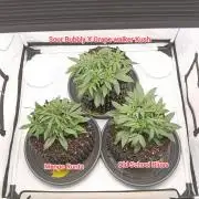 Mephisto Autoflower