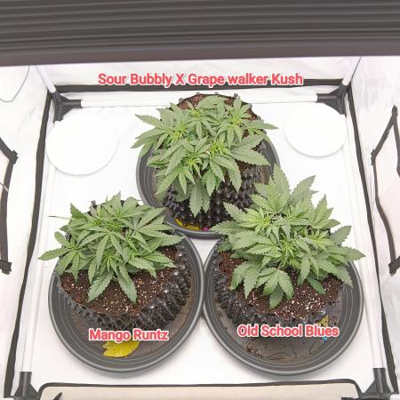 Mephisto Autoflower