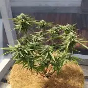 Mephisto Autoflower