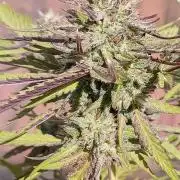 Mephisto Autoflower