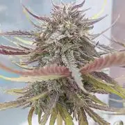 Mephisto Autoflower