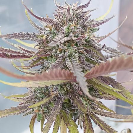 Mephisto Autoflower