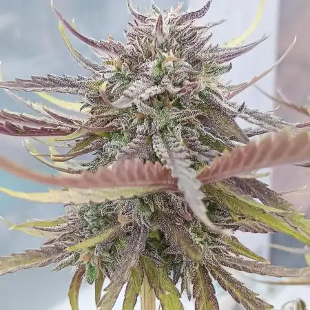 Mephisto Autoflower