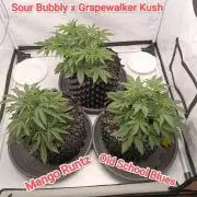 Mephisto Autoflower