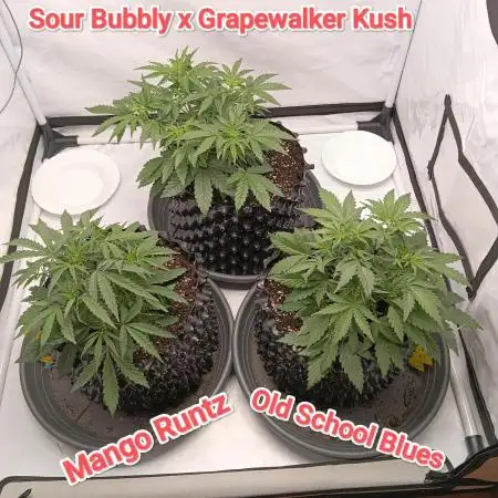 Mephisto Autoflower