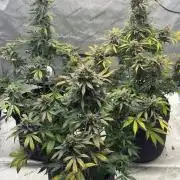 Mephisto Frost Factory