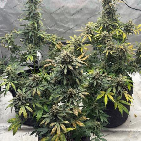Mephisto Frost Factory