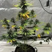 BlackBerry Auto - Fast Buds