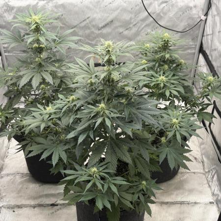 Mephisto Frost Factory