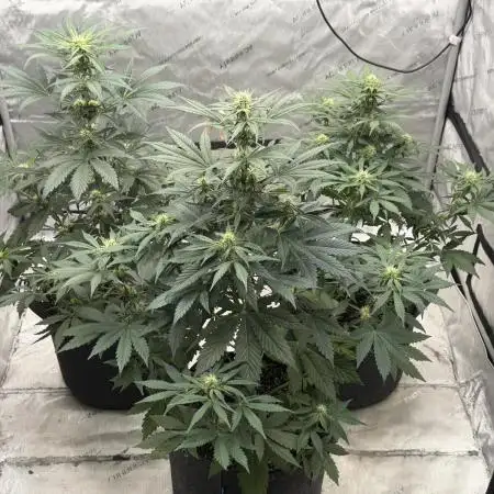 Mephisto Frost Factory