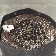 Mephisto Frost Factory