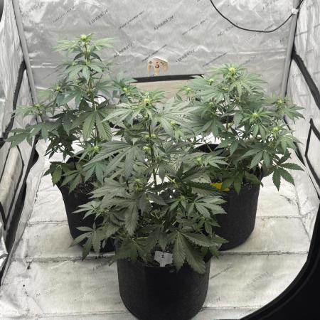 Mephisto Frost Factory