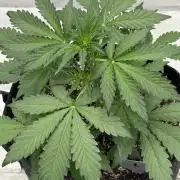 Mephisto Frost Factory