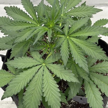 Mephisto Frost Factory