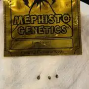 Mephisto Frost Factory