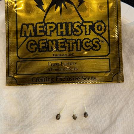 Mephisto Frost Factory