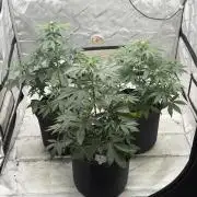 Mephisto Frost Factory