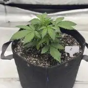 Mephisto Frost Factory