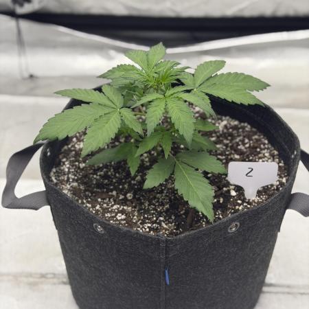 Mephisto Frost Factory
