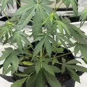 BlackBerry Auto - Fast Buds