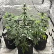 BlackBerry Auto - Fast Buds