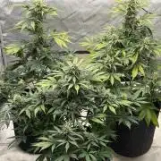 Mephisto Frost Factory