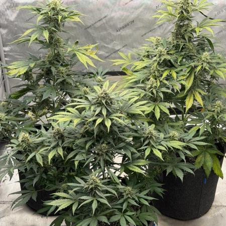 Mephisto Frost Factory