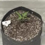 BlackBerry Auto - Fast Buds
