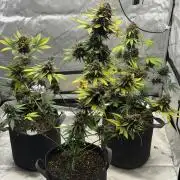 BlackBerry Auto - Fast Buds