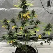 BlackBerry Auto - Fast Buds
