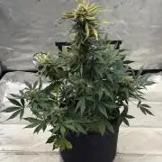 Mephisto Frost Factory